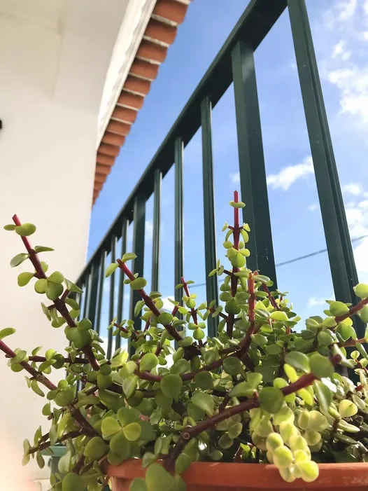 Casa Morcela