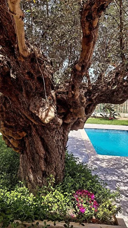 Olive Sense Villa