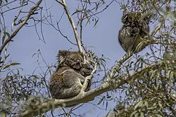 Koala Garden Suites